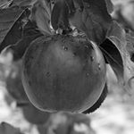 This week we saw the great Sir Isaac Newton prove that he wasn't a genius at everything, the New York Stock Exchange broke new records, and two banking giants battled it out over Union Pacific... . #onthisday #traderlife #trading #isaacnewton #apple #trader #traderlifestyle #history #fx #forex #markets #shares #stocks #finance #business #thisweek This week we saw the great Sir Isaac Newton prove that he wasn't a genius at everything, the New York Stock Exchange broke new records, and two banking giants battled it out over Union Pacific... . #onthisday #traderlife #trading #isaacnewton #apple #trader #traderlifestyle #history #fx #forex #markets #shares #stocks #finance #business #thisweek